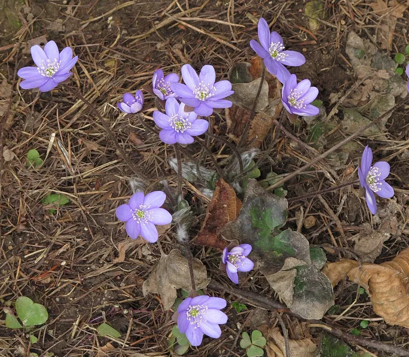 Leberblümchen (Hepatica nobilis)