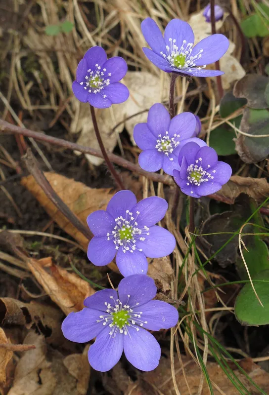 Leberblümchen (Hepatica nobilis)