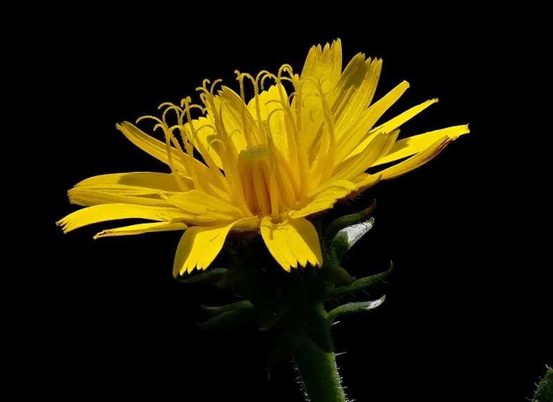 Löwenzahn (Taraxacum officinale)