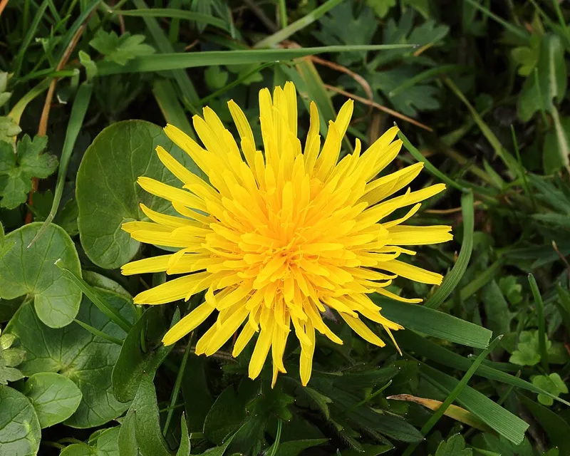 Löwenzahn (Taraxacum officinale)