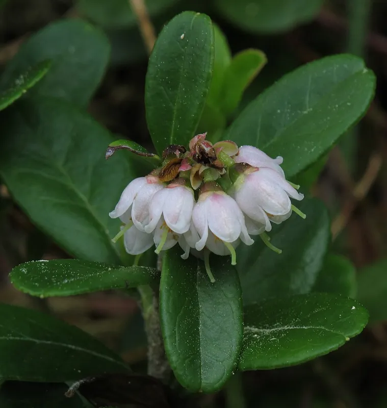 Preiselbeere (Vaccinium vitis-idaea)
