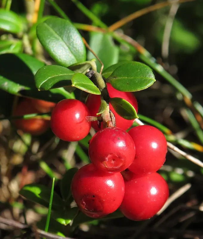 Preiselbeere (Vaccinium vitis-idaea)