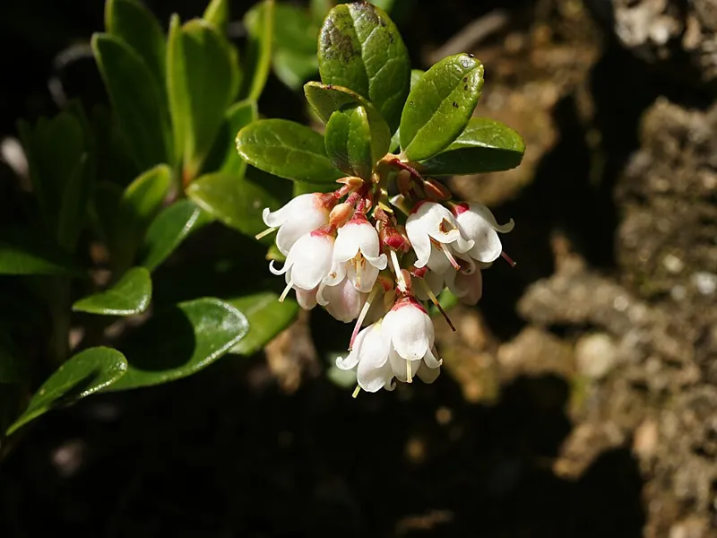 Preiselbeere (Vaccinium vitis-idaea)