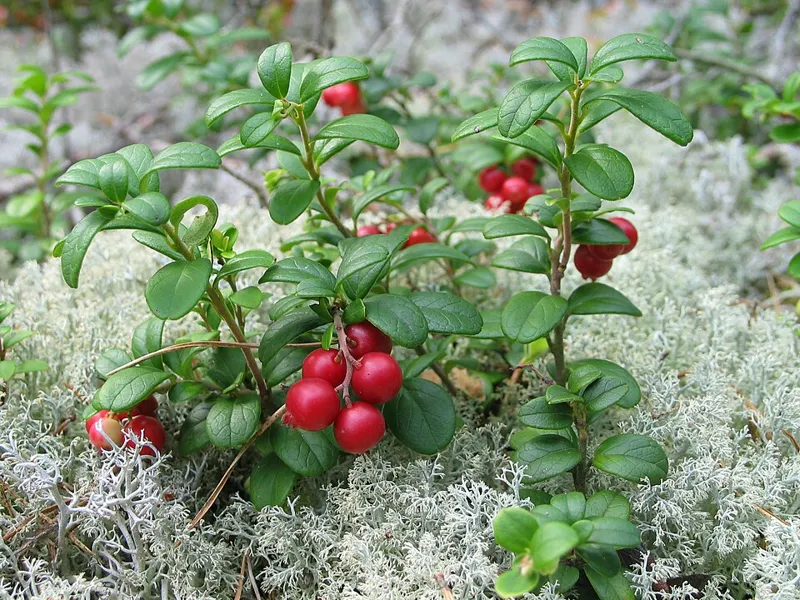 Preiselbeere (Vaccinium vitis-idaea)