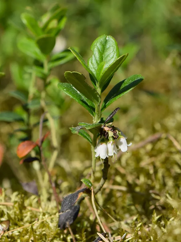 Preiselbeere (Vaccinium vitis-idaea)
