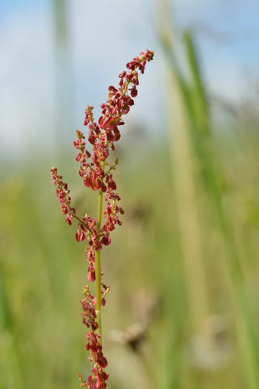 Engsyre (Rumex acetosa)