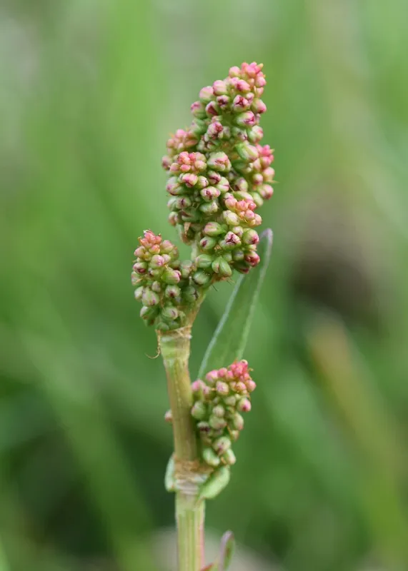 Engsyre (Rumex acetosa)