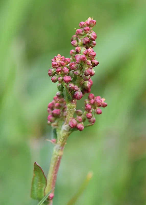 Engsyre (Rumex acetosa)