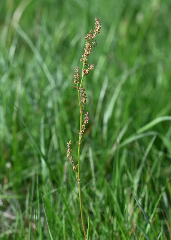Engsyre (Rumex acetosa)