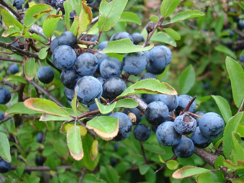 Schlehe (Prunus spinosa)