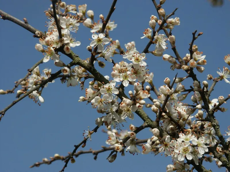 Schlehe (Prunus spinosa)