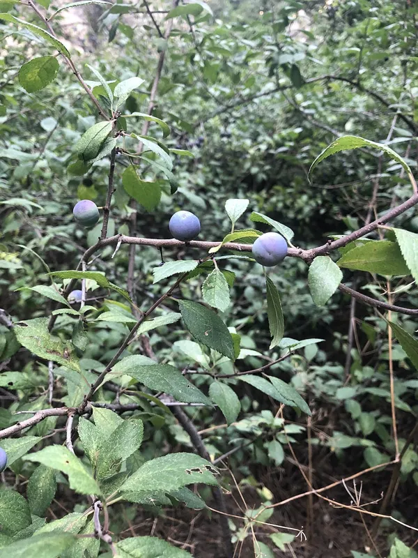 Schlehe (Prunus spinosa)