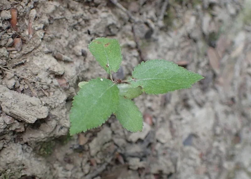 Schlehe (Prunus spinosa)