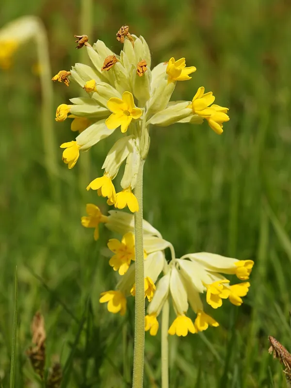 Echte Schlüsselblume (Primula veris)