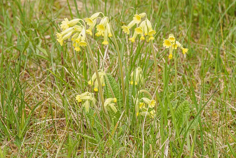 Echte Schlüsselblume (Primula veris)