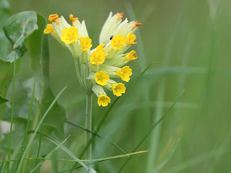 Echte Schlüsselblume (Primula veris)