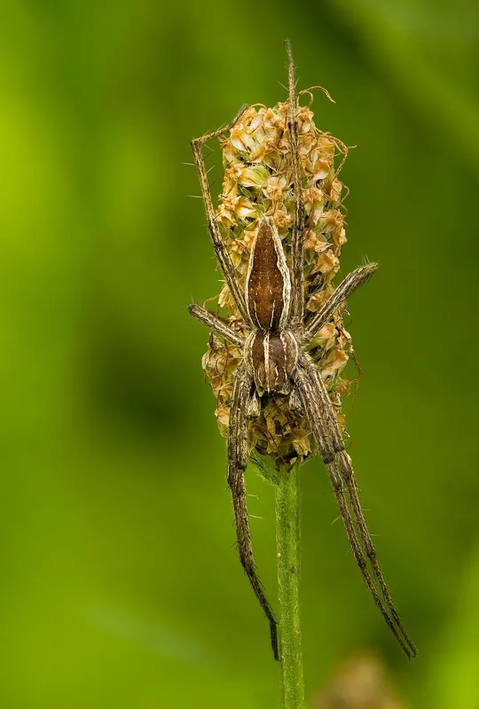 Smalbladet vejbred (Plantago lanceolata)