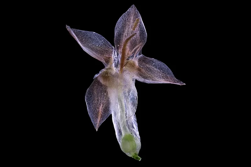 Smalbladet vejbred (Plantago lanceolata)