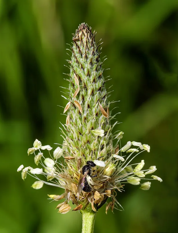 Smalbladet vejbred (Plantago lanceolata)