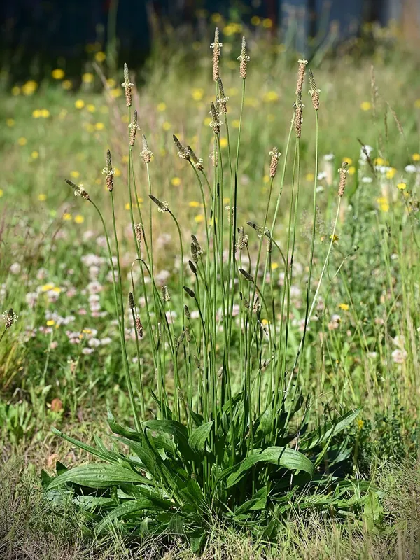 Smalbladet vejbred (Plantago lanceolata)