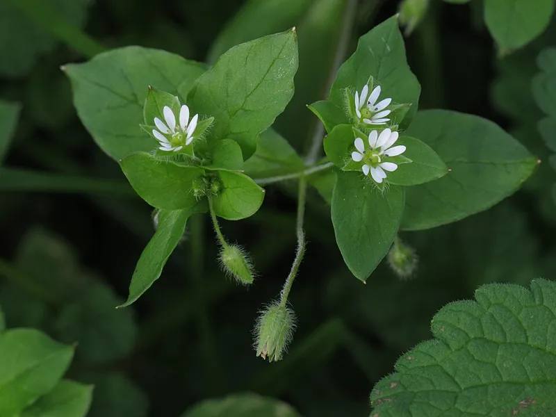 Fuglegras (Stellaria media)