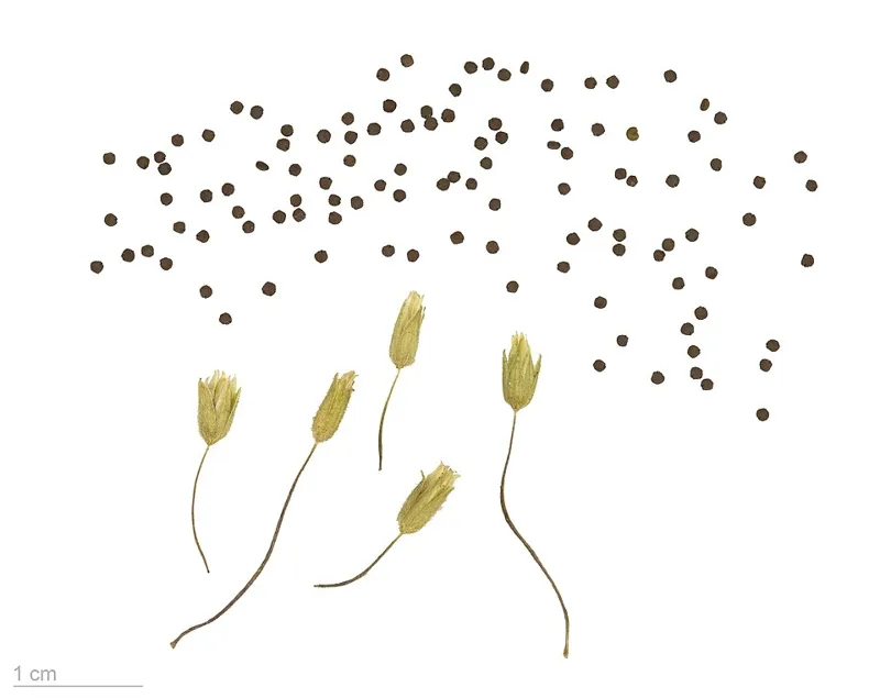 Fuglegras (Stellaria media)