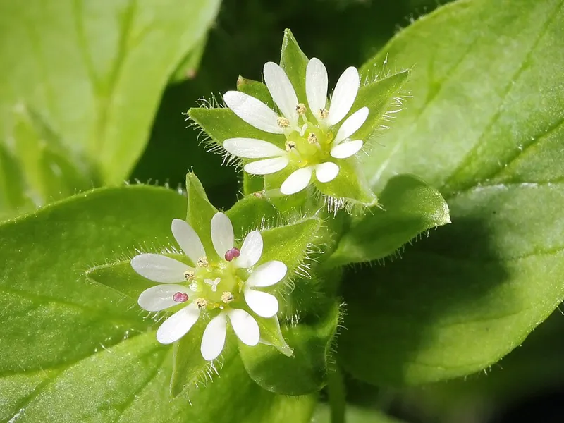 Fuglegras (Stellaria media)