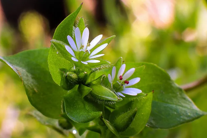 Fuglegras (Stellaria media)