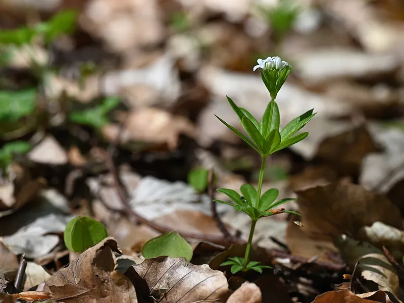 Waldmeister (Galium odoratum)