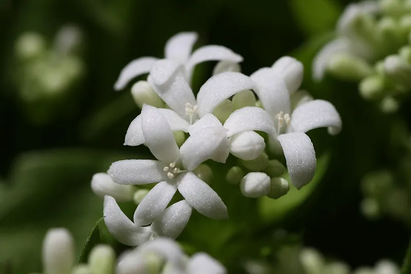 Waldmeister (Galium odoratum)