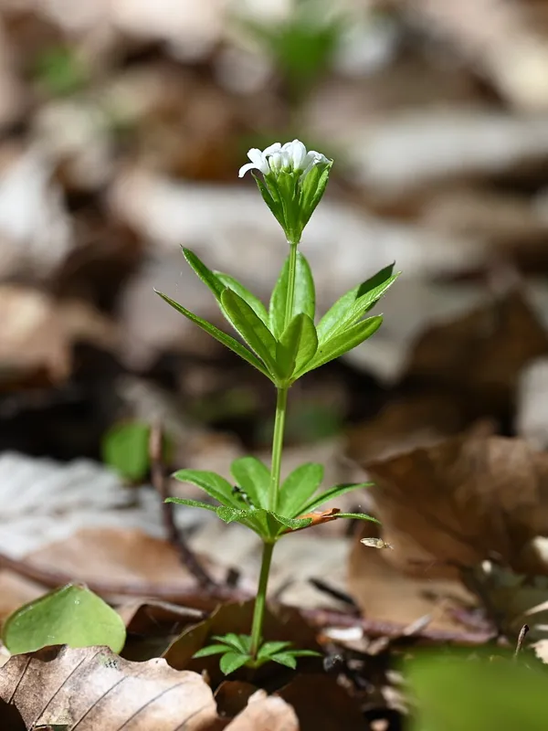 Waldmeister (Galium odoratum)