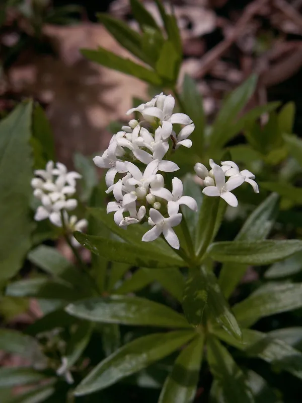 Waldmeister (Galium odoratum)