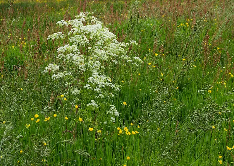 Cow parsley (Anthriscus sylvestris)