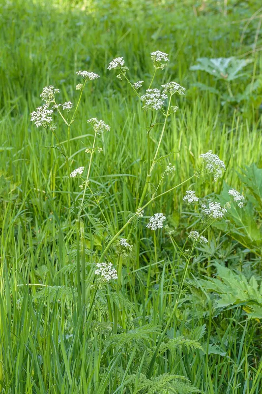 Cow parsley (Anthriscus sylvestris)