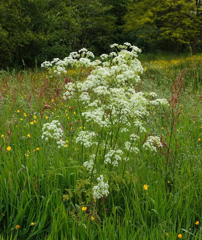 Cow parsley (Anthriscus sylvestris)