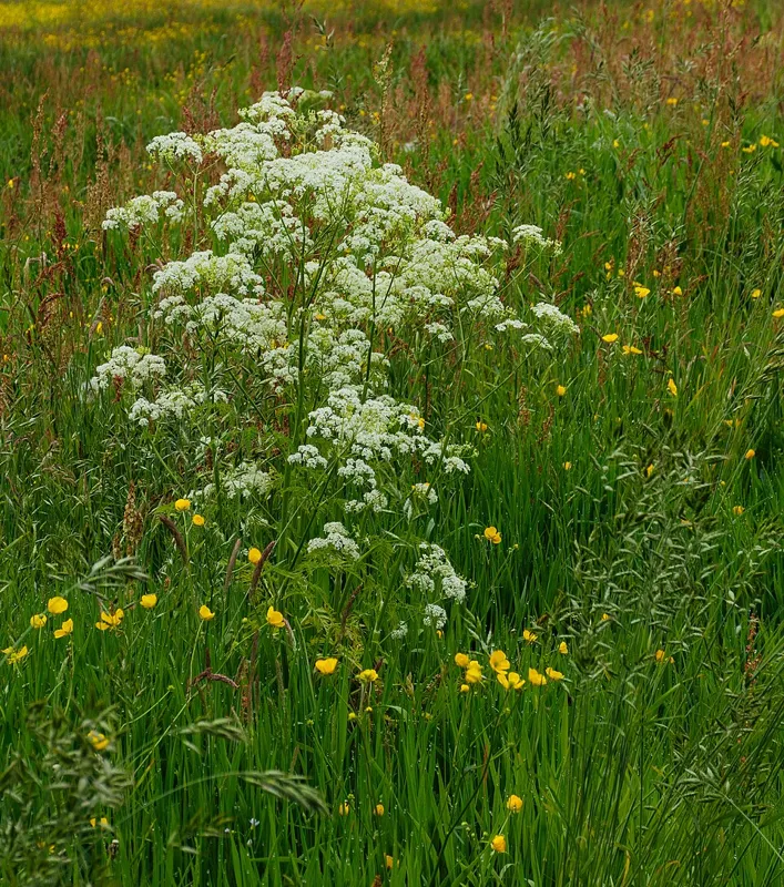 Cow parsley (Anthriscus sylvestris)