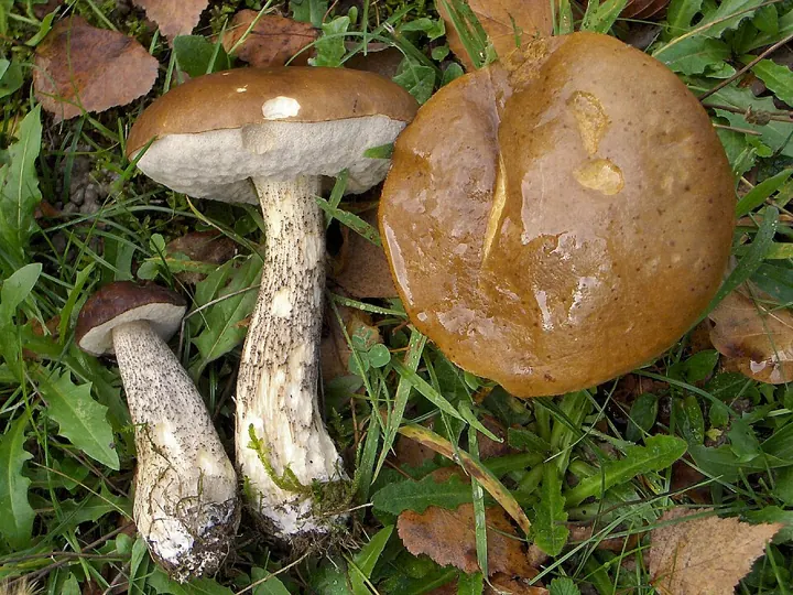 Birkenpilz (Leccinum scabrum)