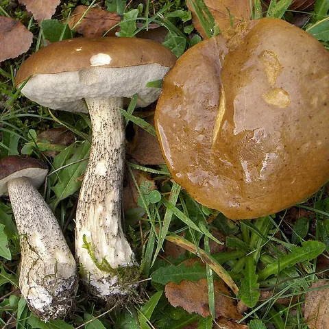Birkenpilz