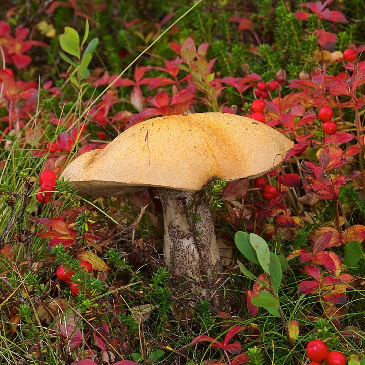 Birkenrotkappe (Leccinum versipelle)