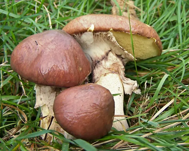 Butterpilz (Suillus luteus)