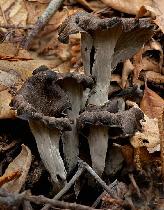Herbsttrompete (Craterellus cornucopioides)