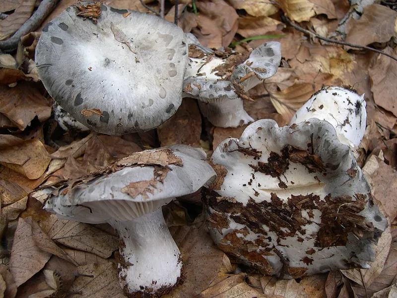 Märzschneckling (Hygrophorus marzuolus)