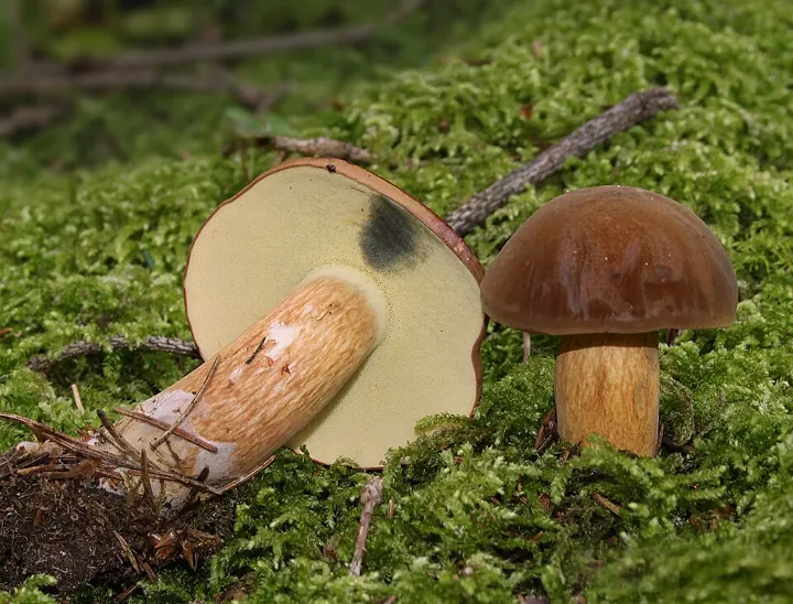Maronenröhrling (Imleria badia)
