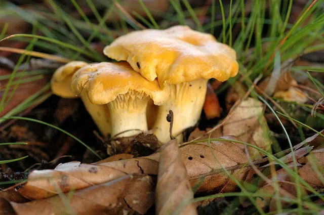 Pfifferling (Cantharellus cibarius)