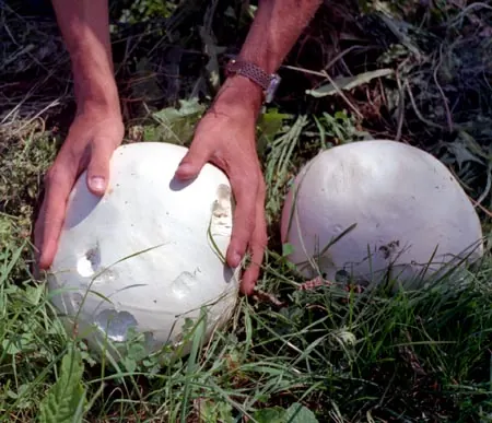 Riesenbovist (Calvatia gigantea)