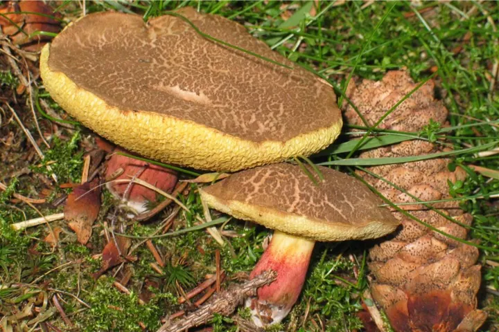 Rotfußröhrling (Xerocomellus chrysenteron)