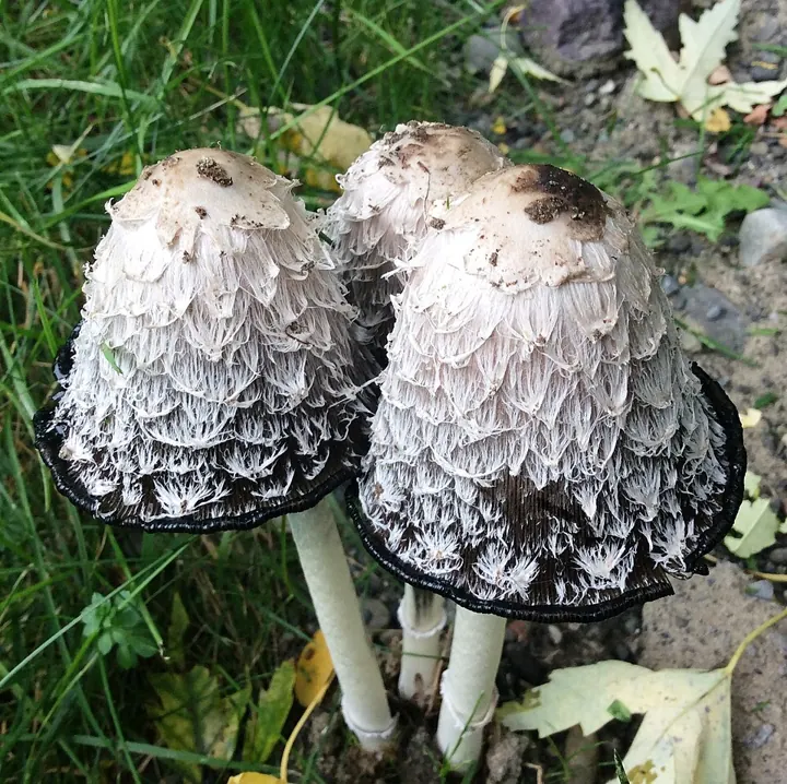 Schopftintling (Coprinus comatus)