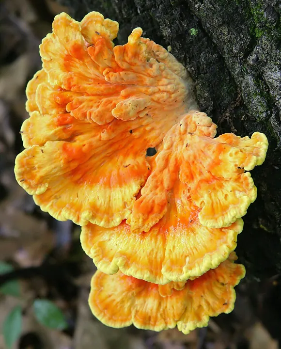 Schwefelporling (Laetiporus sulphureus)