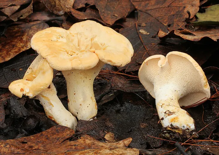 Semmelstoppelpilz (Hydnum repandum)