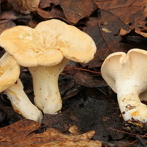 Semmelstoppelpilz